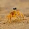 BedCrab