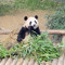 panda cotta lover