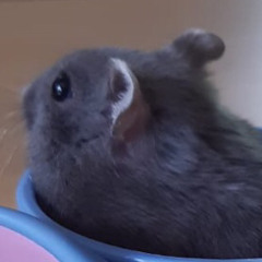 sekki