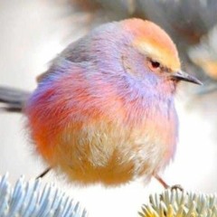 unclyoshua