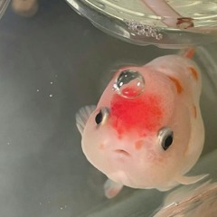いきる