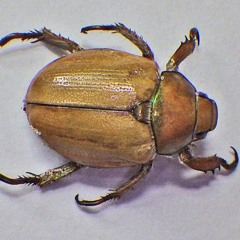 bug(burner)