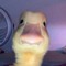 lil_ducky