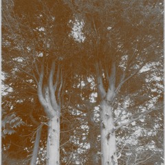 Velvet Trees