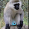 macaco da bola azul