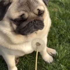 Tuxxyy