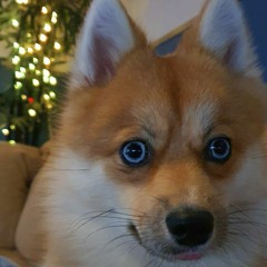 Hazefox