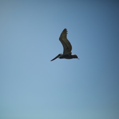 Andres Barrios Uribe