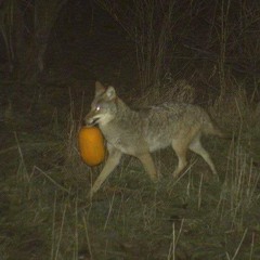 Coyote