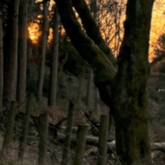 ‎‎wraith