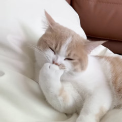 KimSeolGi