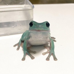 🧚‍♀️🦋🐄