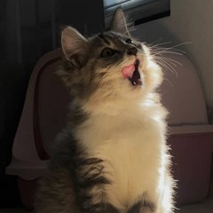 ngyn_nini