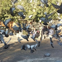 mohamad mehdi nadali