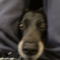 Crispy Commercials on yt