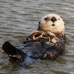 if it's not one thing, it's an otter.