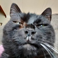 hugo