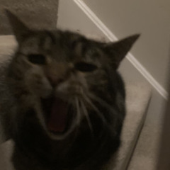 sam