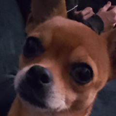 Niki