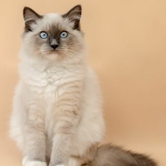 Felipe