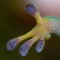 gecko_spec