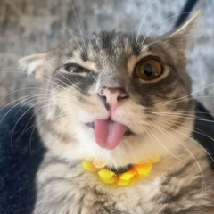 польшик шлюха