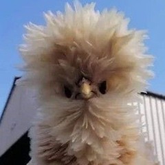 RUFFOT