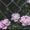mohammd_b