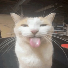 tillytbm