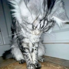 anabolic cat