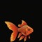Comet Carp
