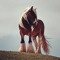 maisy <3