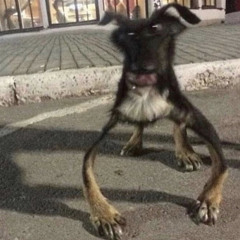 deez nutz