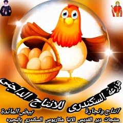 مزرعة السكندرى للانتاج الداجنى