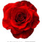 Rose1
