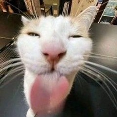 Piwott