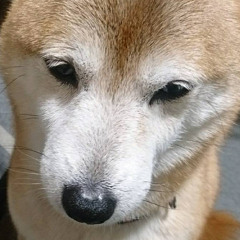INU