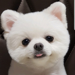 밀림사자