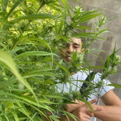 dario ceada