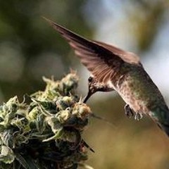 perseguidor da morte 🥋🎮🧸🧩