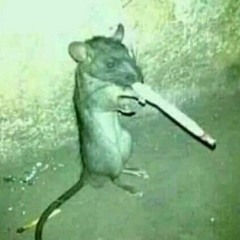 smoking-rat.jpg