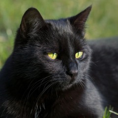 blackcat9