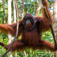 DJ Coiling Ape