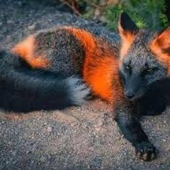 Fox