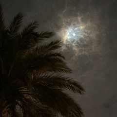 🦟 اغاني و دموع غير مُراقه