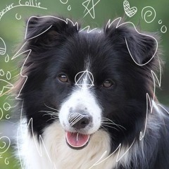 collie archive