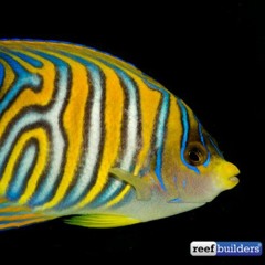 CoralNemesisssssFanClub