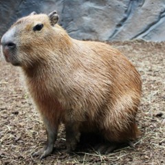 Capybara