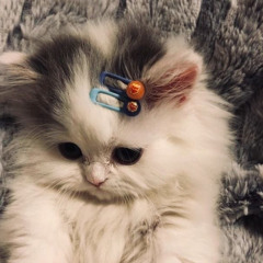 lili