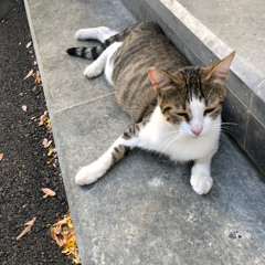 sad catto